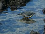 Galapagos (Mar 2009) - Day 09 - 043
